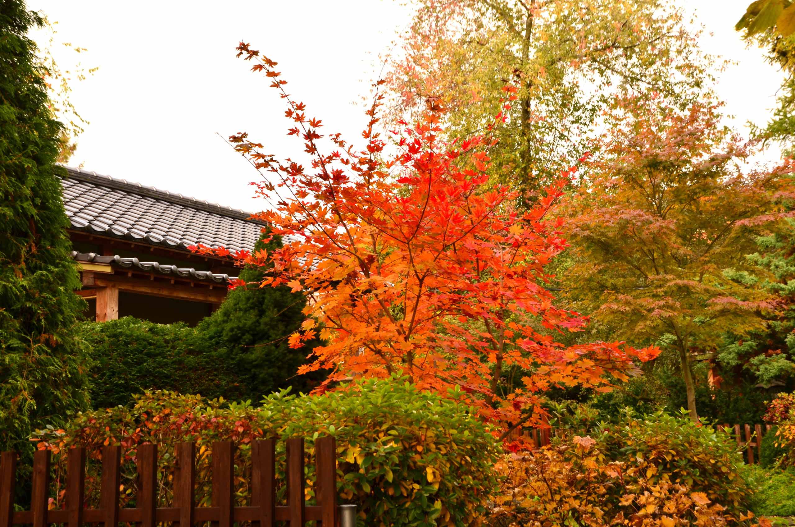 Постер для новости &laquo;Фестиваль клена в Ботаническом саду&raquo;