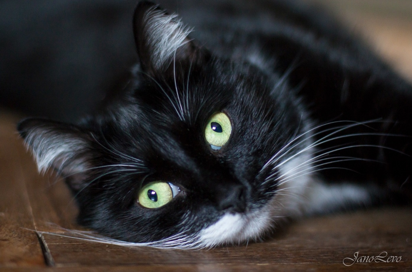 Постер для новости «Выставка фотографий бывших уличных кошек открылась в библиотеке»