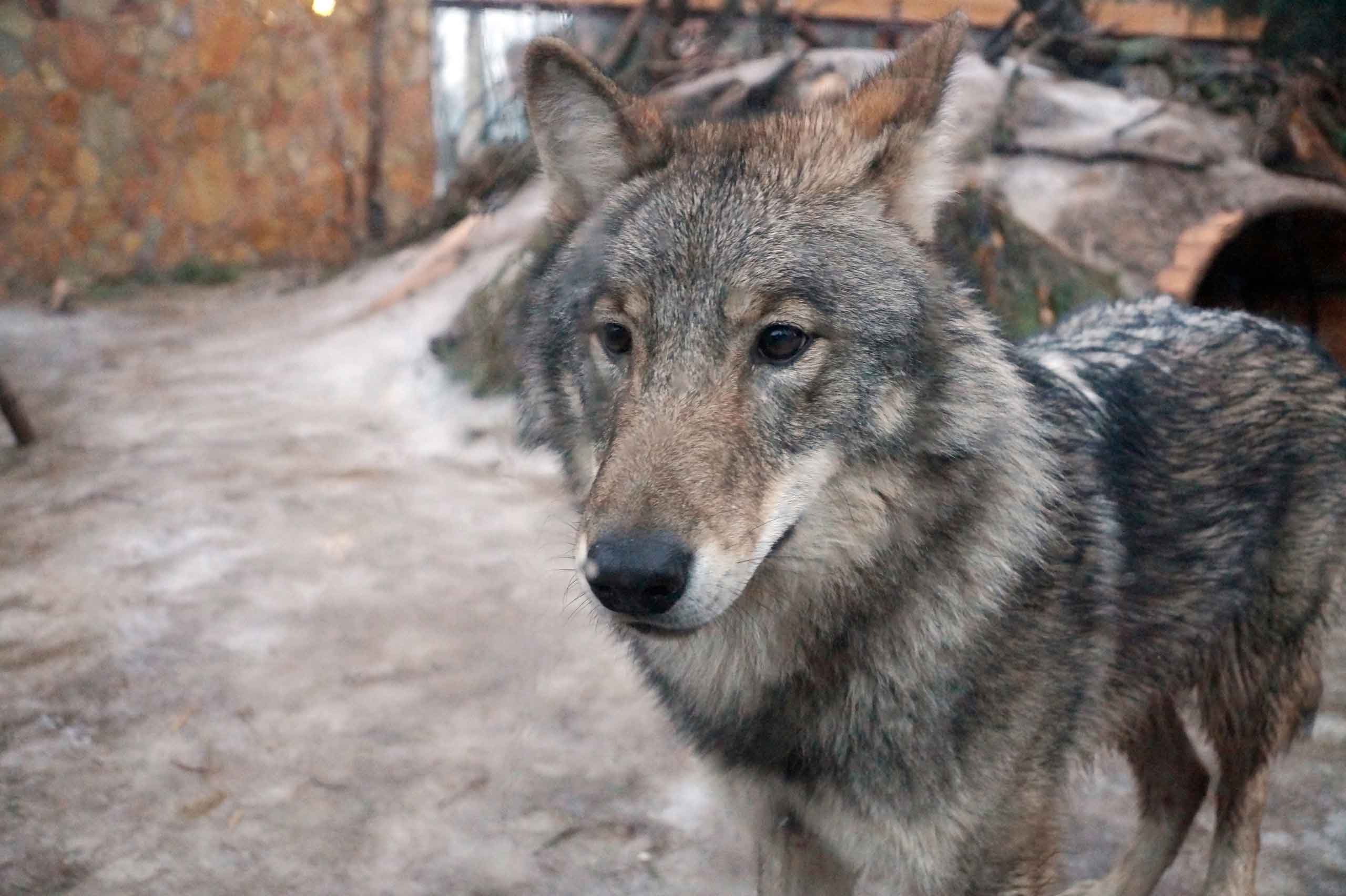 Постер для новости &laquo;Юные зоологи написали заметки о зимнем зоопарке&raquo;