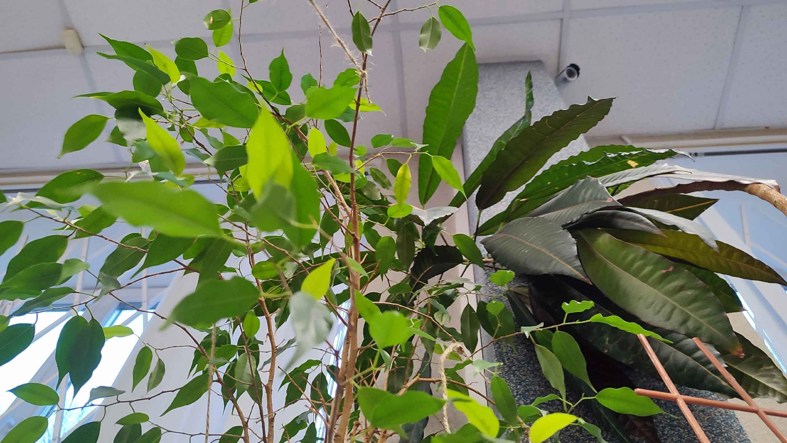 Постер для новости «Растения мира»