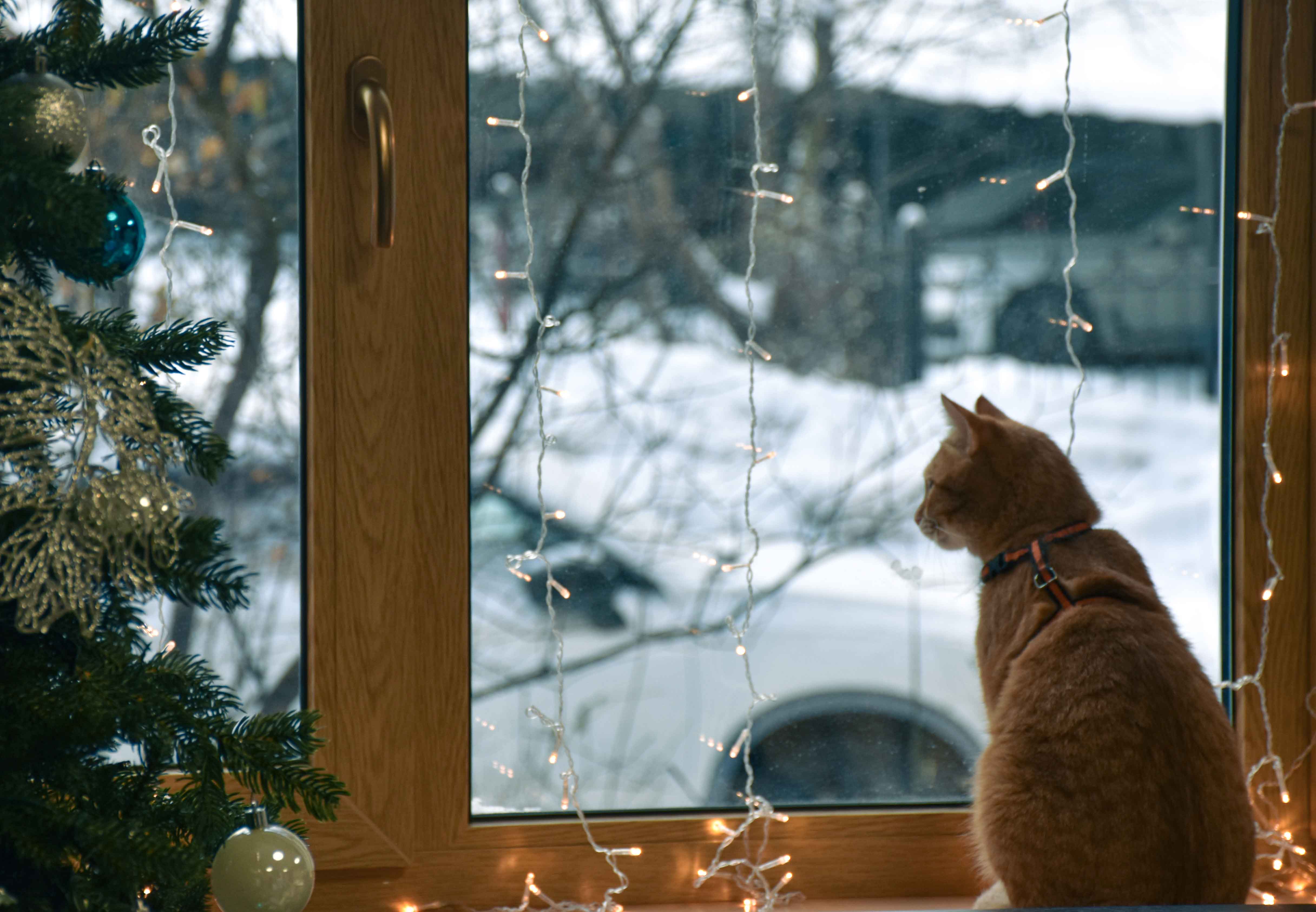 Постер для новости &laquo;В Библиотеке на Карповке читатели встретились с зоопсихологом&raquo;