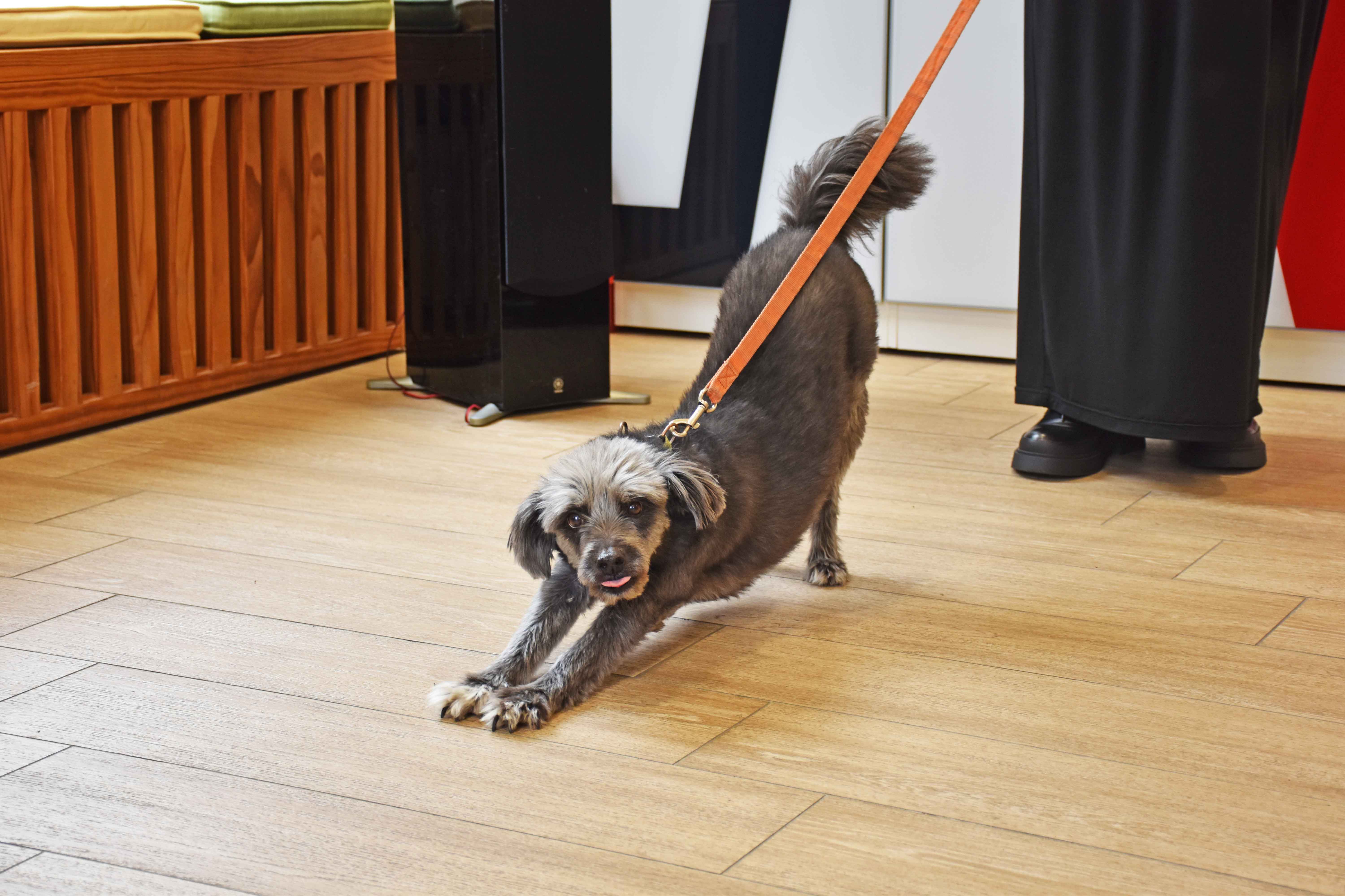 Постер для новости &laquo;В библиотеке проходит акция в поддержку приютов для бездомных животных&raquo;