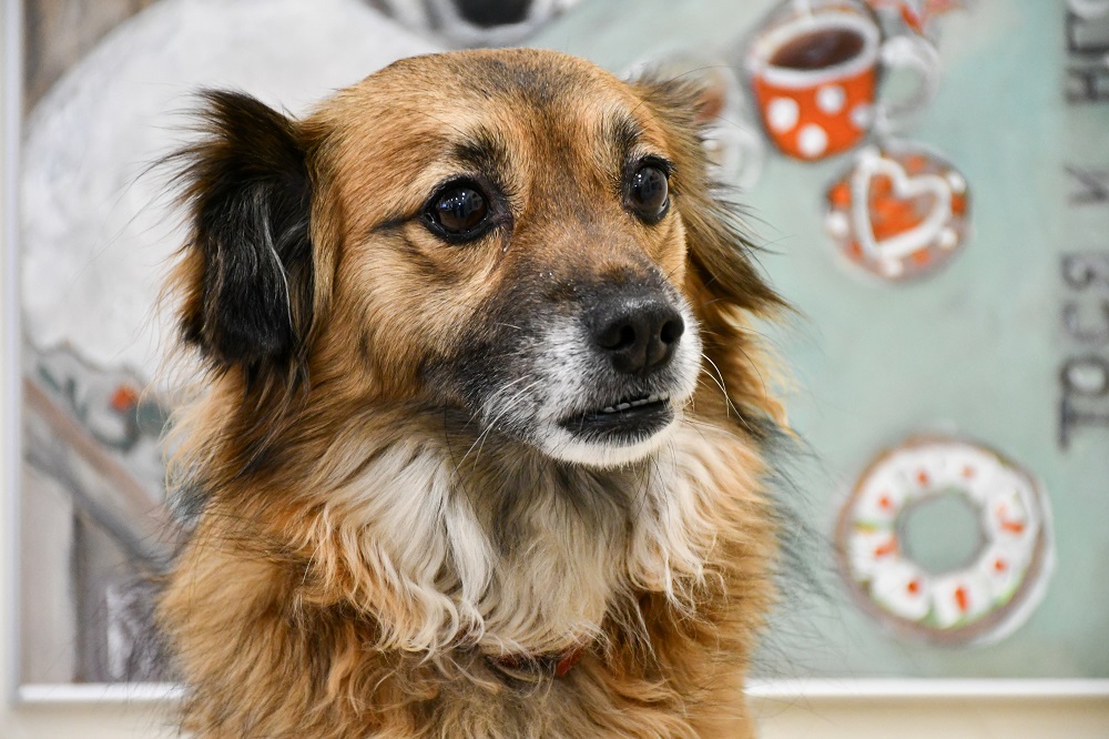 Постер для новости &laquo;Выставка картин «Любимое зверье» в Библиотеке имени В.И. Ленина&raquo;