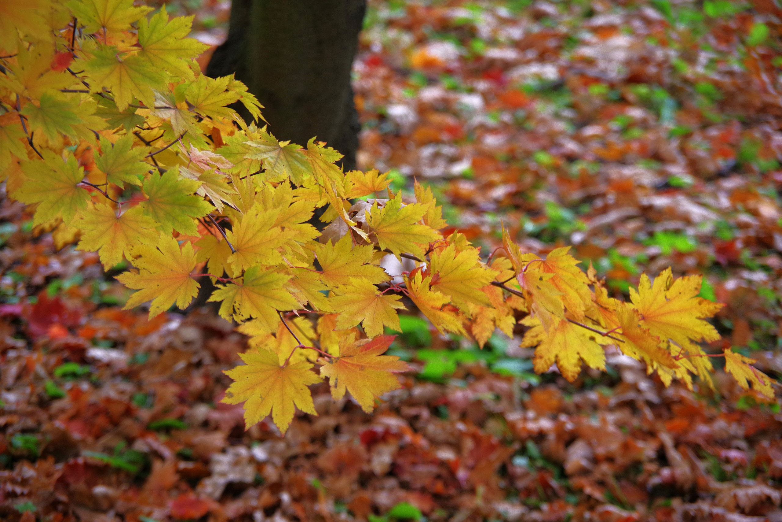 Где, как не в Ботаническом саду, делать самые яркие осенние фотографии в листьях ? 10-11 октября, в самый разгар золотой осени, в Ботаническом саду Петра Великого прошел Фестиваль клена – традиционный ежегодный праздник