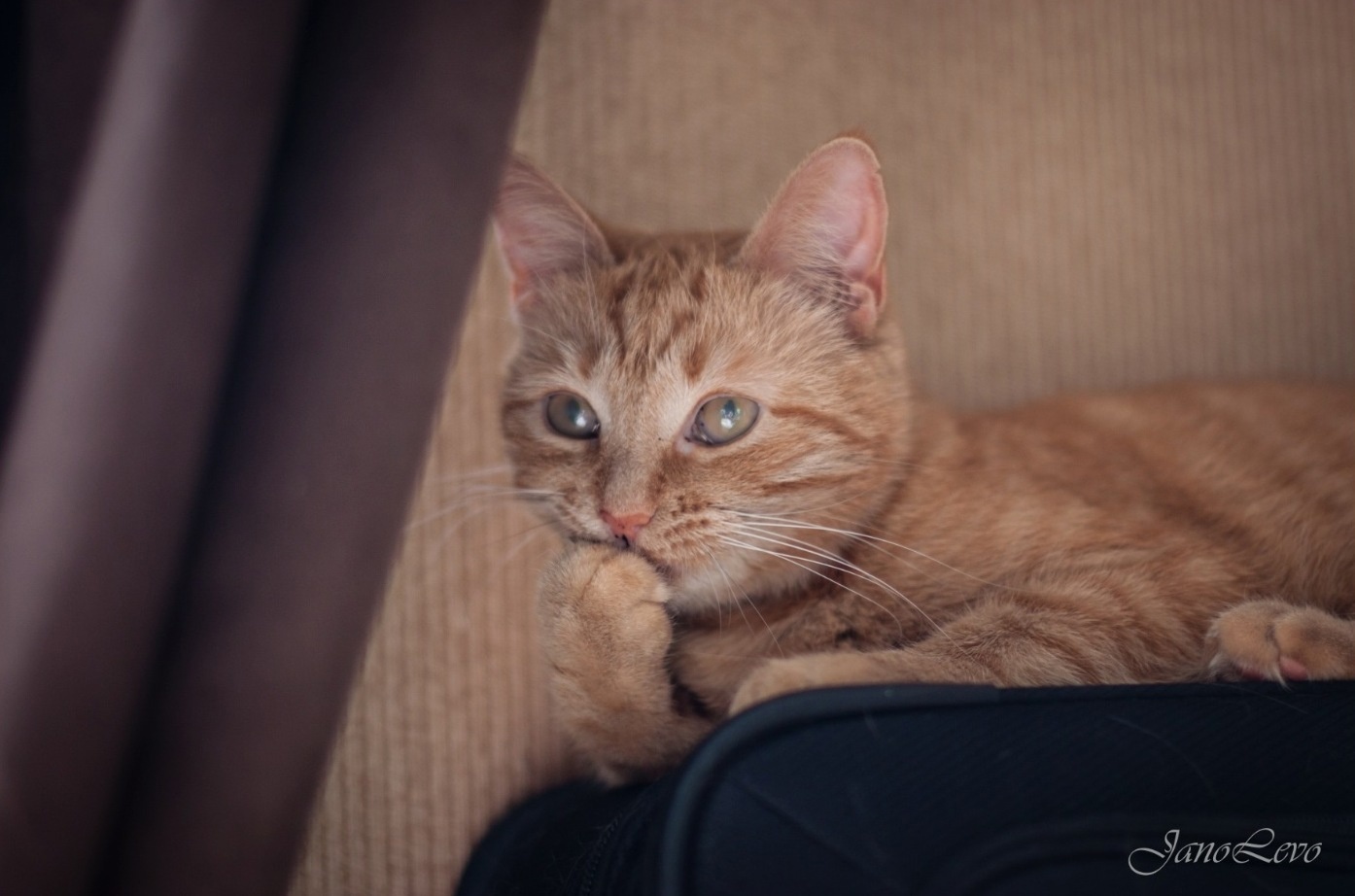 Героями фотопроекта «Три + Один» стали три кошки – Жуля, Мася, Груша и кот Кузя. Они родились на улице в разных районах Санкт-Петербурга, но благодаря заботе неравнодушных людей все четверо обрели общий дом