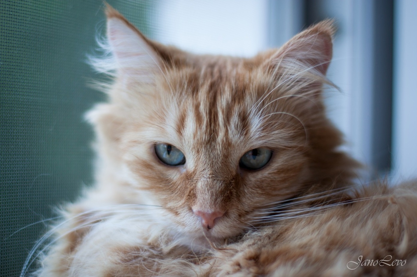 Героями фотопроекта «Три + Один» стали три кошки – Жуля, Мася, Груша и кот Кузя. Они родились на улице в разных районах Санкт-Петербурга, но благодаря заботе неравнодушных людей все четверо обрели общий дом