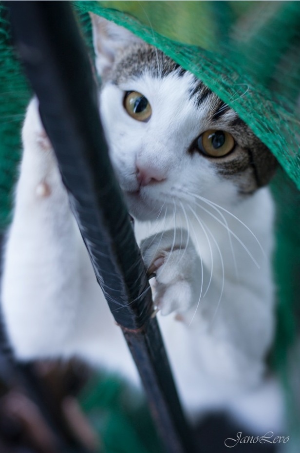 Героями фотопроекта «Три + Один» стали три кошки – Жуля, Мася, Груша и кот Кузя. Они родились на улице в разных районах Санкт-Петербурга, но благодаря заботе неравнодушных людей все четверо обрели общий дом