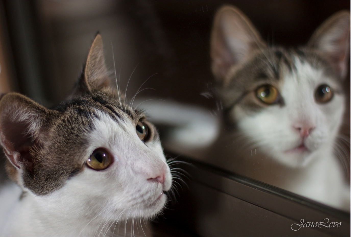 Героями фотопроекта «Три + Один» стали три кошки – Жуля, Мася, Груша и кот Кузя. Они родились на улице в разных районах Санкт-Петербурга, но благодаря заботе неравнодушных людей все четверо обрели общий дом