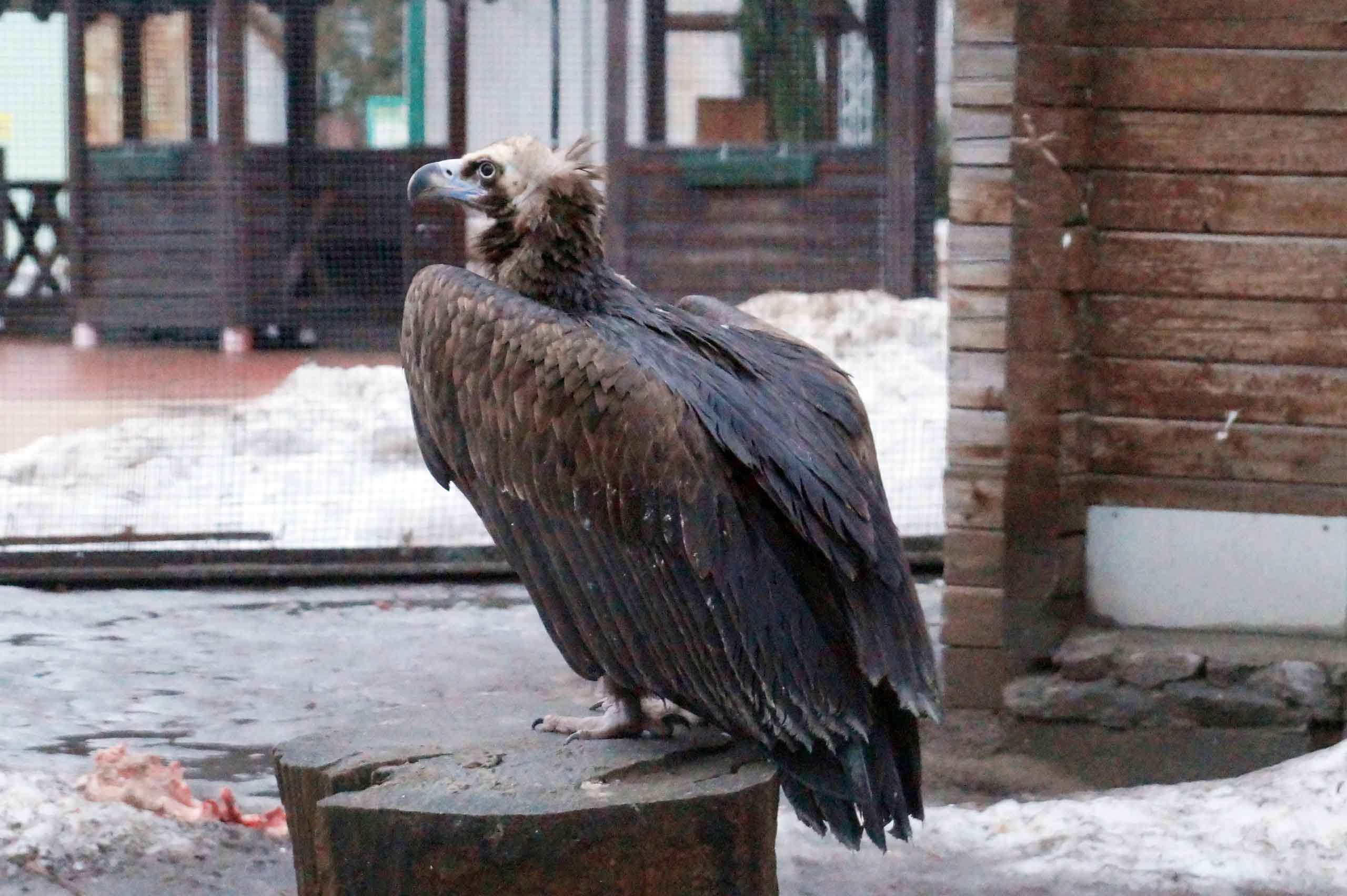 19 января юные писатели, участники литературного конкурса «Мистер Лис» и зоологи Эколого-биологического центра «Крестовский остров» посетили Ленинградский зоопарк