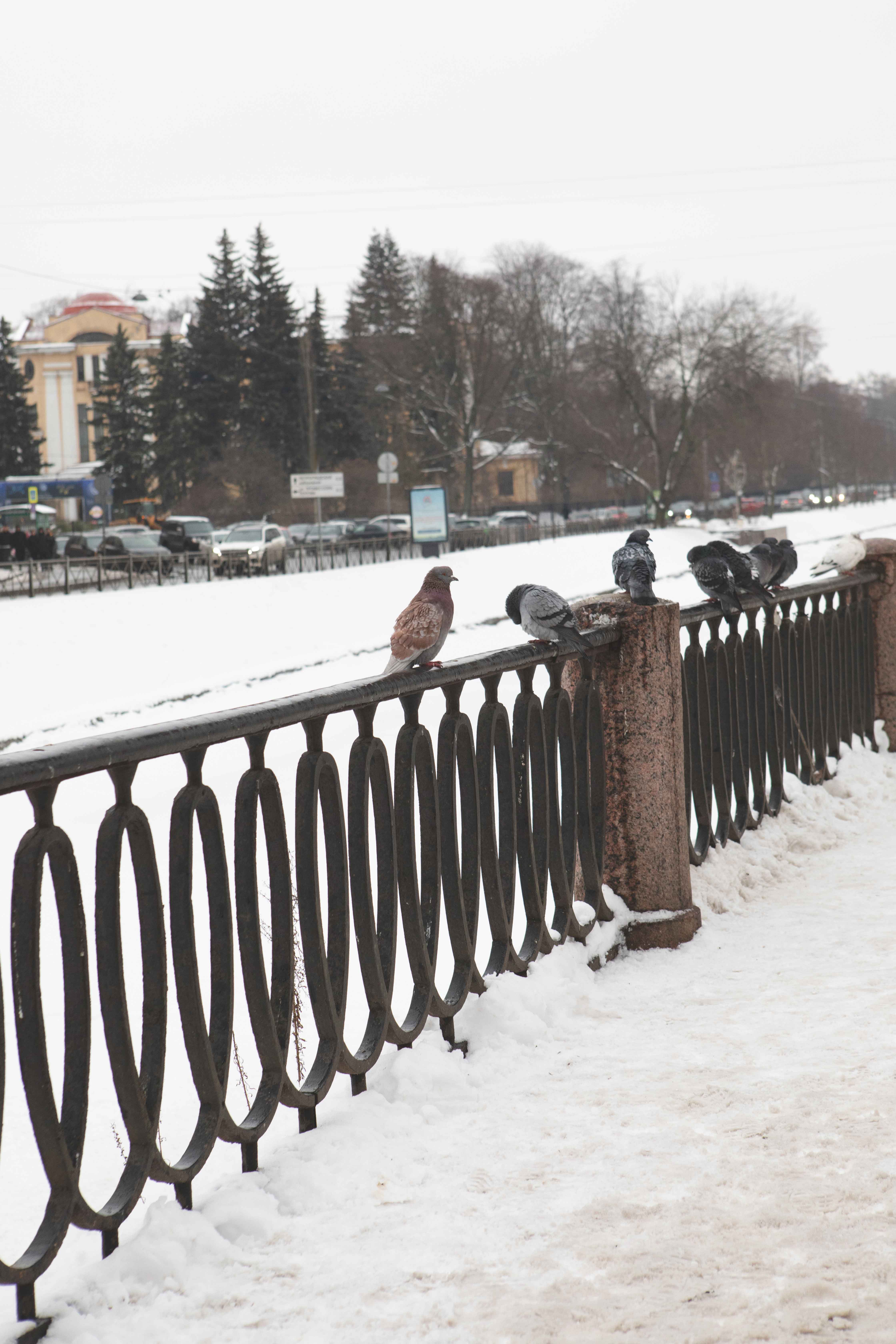 Харьюзова София