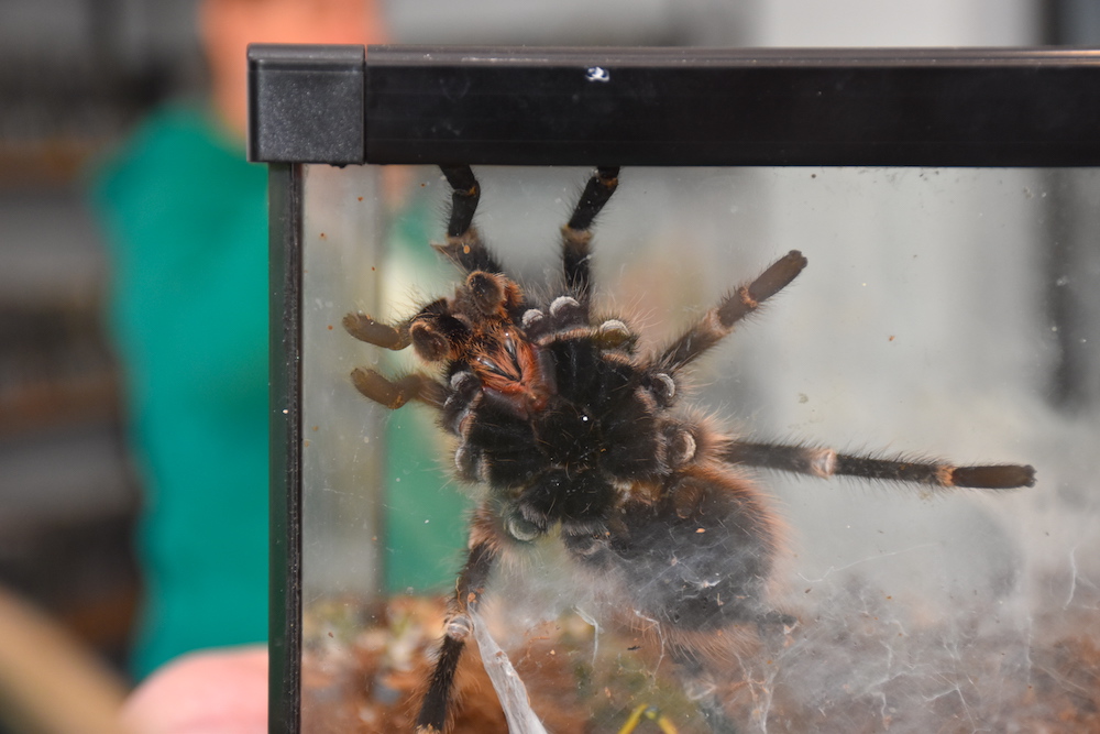 Большой паук на празднике, посвященном дню защиты детей в Библиотеке на Карповке