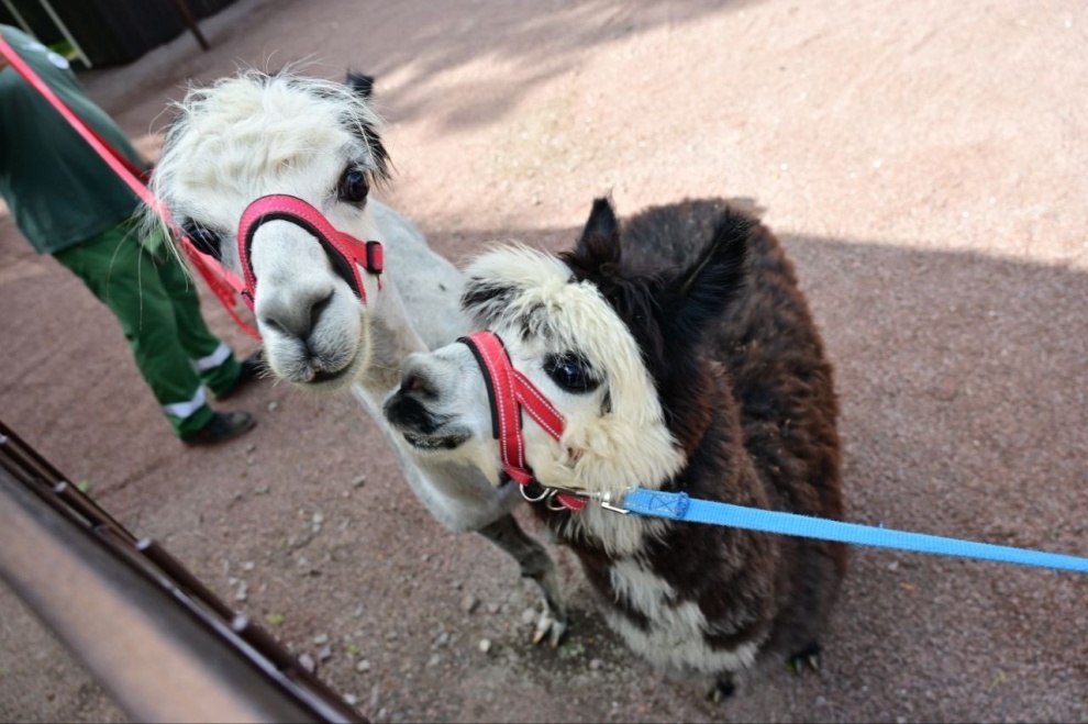 Юбилей Ленинградского зоопарка