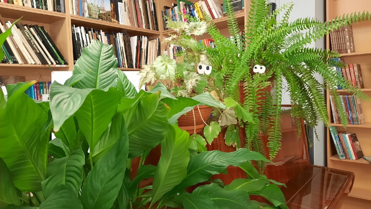 26 июня в библиотеке им. Б. Лавренева (набережная реки Карповки, д.28) прошло интерактивное занятие «Вокруг света с комнатными растениями» в рамках экологического проекта «Зеленая школа».